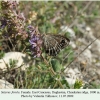 satyrus ferula daghestan female1